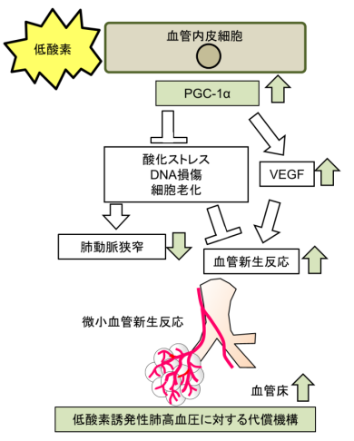 肺高血圧症の血管新生を制御するしくみを発見～組織透明化技術で血管新生を立体的に可視化～