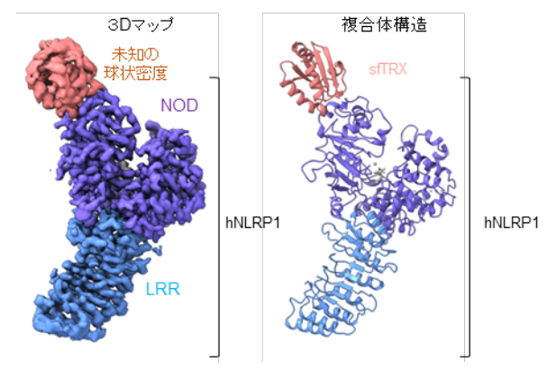 新たなNLRP1インフラマソーム活性抑制因子チオレドキシンの発見と構造解明 ～自己炎症性疾患などの新規治療薬開発に道～