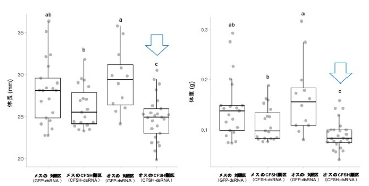 クルマエビの体色と成長を制御するホルモン分子を発見!