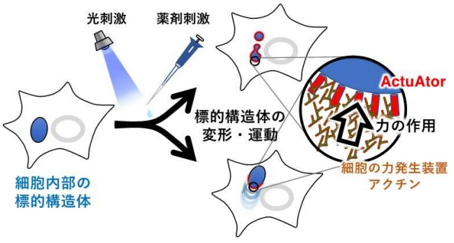 細胞の中のものを「押す」方法を開発 ～細胞内構造体の”かたち”と機能の関係を明らかに～