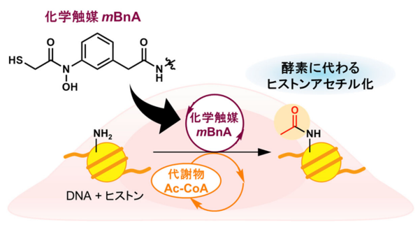 細胞内で酵素のようにヒストンを修飾する化学触媒の開発～疾患における酵素機能の異常に介入する新規治療法の可能性～
