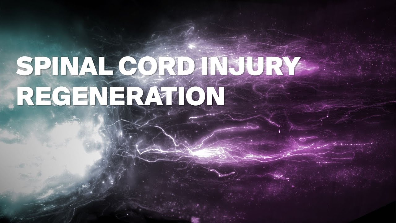 脊髄完全損傷部位の再生で麻痺が回復(Regeneration across complete spinal cord injuries reverses paralysis)