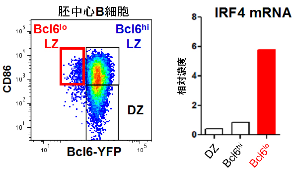 ウイルス感染防御に必須の抗体が作られる経路を発見~新しいワクチン戦略に期待~ ウイルス感染防御に必須の抗体が作られる経路を発見~新しいワクチン戦略に期待~