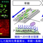 骨内部の規則構造は強い抗菌性を持っていた 金属3Dプリンティングによる骨形成誘導で実証 骨内部の規則構造は強い抗菌性を持っていた 金属3Dプリンティングによる骨形成誘導で実証
