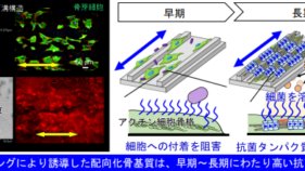 骨内部の規則構造は強い抗菌性を持っていた 金属3Dプリンティングによる骨形成誘導で実証