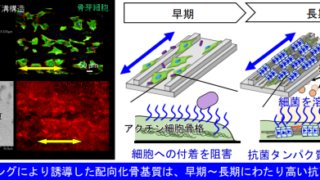 骨内部の規則構造は強い抗菌性を持っていた 金属3Dプリンティングによる骨形成誘導で実証