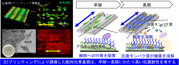 骨内部の規則構造は強い抗菌性を持っていた 金属3Dプリンティングによる骨形成誘導で実証