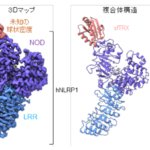 新たなNLRP1インフラマソーム活性抑制因子チオレドキシンの発見と構造解明 ～自己炎症性疾患などの新規治療薬開発に道～