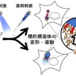 細胞の中のものを「押す」方法を開発 ～細胞内構造体の”かたち”と機能の関係を明らかに～