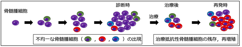 多様な骨髄腫細胞に対応する新規二重特異性抗体を開発～難治性腫瘍に対する新しいがん免疫療法としての応用に期待～