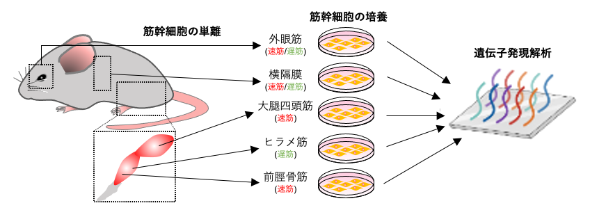 高齢骨格筋で筋幹細胞の数が減少するメカニズムを解明 〜NAD+添加によるミトコンドリア機能活性化が筋萎縮予防の鍵〜