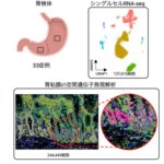 胃を構成する細胞の空間情報を含めたアトラスの作成~新たな上皮幹細胞マーカーや腸上皮化生に関わる線維芽細胞の同定~ 胃を構成する細胞の空間情報を含めたアトラスの作成~新たな上皮幹細胞マーカーや腸上皮化生に関わる線維芽細胞の同定~