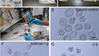 国際宇宙ステーションの「きぼう」日本実験棟でマウス凍結胚を解凍し、無重力で胚を発生させることに成功～哺乳類の初期発生における重力の影響が明らかに～