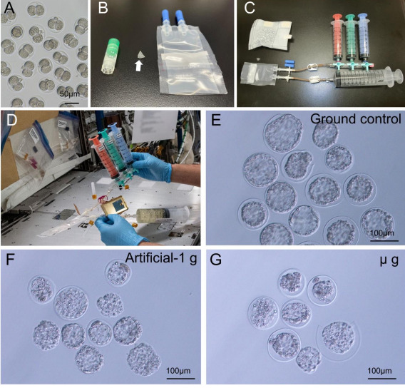 国際宇宙ステーションの「きぼう」日本実験棟でマウス凍結胚を解凍し、無重力で胚を発生させることに成功～哺乳類の初期発生における重力の影響が明らかに～