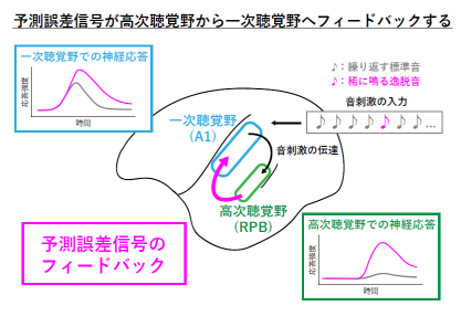 脳予測に関わる誤差信号が高次聴覚野から一次聴覚野へフィードバックすることを発見～ミスマッチ陰性電位の正体の一端が判明～