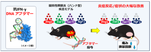 指定難病 間質性膀胱炎(ハンナ型)に対する核酸アプタマーを用いた新規治療法を開発～インターフェロン-γ抑制による治療効果を疾患モデルで証明～