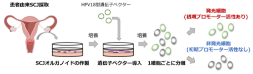 悪性度の高い子宮頸癌の原因となるHPV18型の標的細胞とウイルス複製の特徴を解明