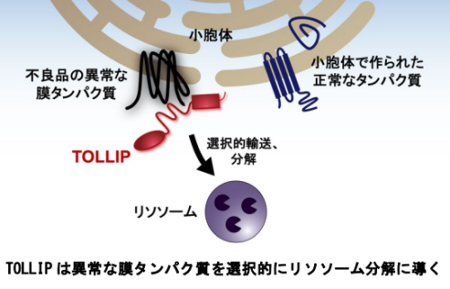 異常な膜タンパク質の新たな分解制御因子を発見