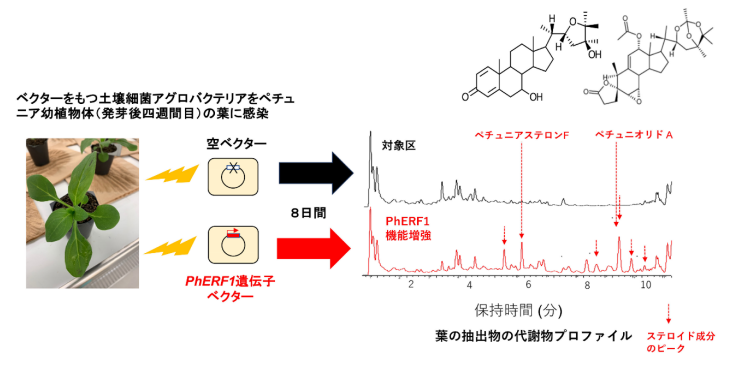 単一の制御因子を用いて植物ステロイド成分蓄積の短期間での誘導に成功～「植物バイオものづくり」の新手法として期待～