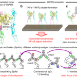 新たながん治療法の開発につながる「エピトープ領域架橋型バイパラトピック抗体」の創製～1:1結合デザインによるTNFR2アンタゴニストの高機能化～