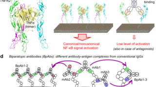新たながん治療法の開発につながる「エピトープ領域架橋型バイパラトピック抗体」の創製～1:1結合デザインによるTNFR2アンタゴニストの高機能化～
