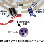 異常な膜タンパク質の新たな分解制御因子を発見