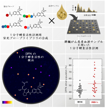 膵臓がんにおける血液中の酵素活性異常の発見 ～「個」の酵素活性の理解に基づく疾患診断技術の開発に向けて～