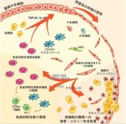 胃がん腹膜播種を促進する中皮細胞の新たな役割を解明