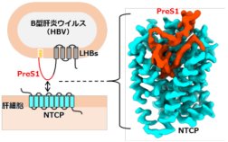 B型肝炎ウイルスが感染受容体に結合するしくみを解明