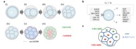 予測の医学の基盤となる先駆的な物理学の理論を開発～物理学とAI解析を組み合わせたハイブリッドAIの基盤～