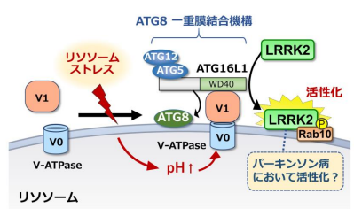 パーキンソン病病因タンパク質 LRRK2 の活性化をもたらす機構を解明