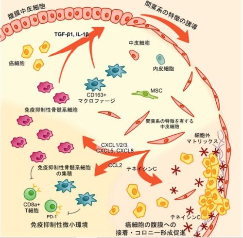 胃がん腹膜播種を促進する中皮細胞の新たな役割を解明