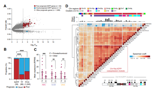 隠れているリンパ腫細胞を免疫システムにさらす(Exposing hiding lymphoma cells to the immune system)
