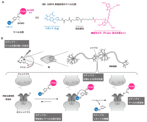 生きた動物脳内で発現する神経伝達物質受容体に目印を付ける新手法を開発 ～遺伝子操作を伴わず、生体内でたんぱく質の機能解析が可能に～