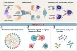 深層生成モデルを活用した細胞共局在ネットワーク解析ツール「DeepCOLOR」を開発 ～細胞間コミュニケーションの全体像解明から、創薬・疾患の超早期予測への応用にも期待～