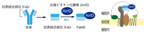 膜タンパク質の細胞外領域相互作用を網羅的に解析できる新技術を開発～革新的な技術で創薬標的の不足を解消し、市販薬改良への手がかりも解析可能に～