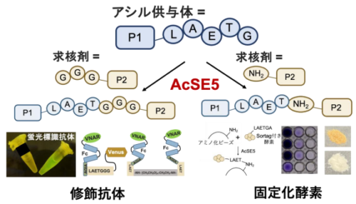 たんぱく質を効率的に修飾できる酵素「AcSE5」を開発 ～次世代バイオ医薬品の開発、たんぱく質・酵素の産業利用を加速～