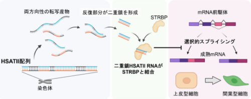 ゲノムの暗黒領域が膵がん悪性化に関わる機序を解明～反復配列由来の二重鎖RNAが膵がん細胞の上皮間葉転換を誘導する～