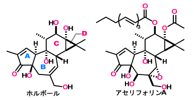 チグリアンジテルペン類の全合成とHIV潜伏感染細胞の再活性化能の評価～複雑天然物の網羅的全合成が可能とする創薬シード化合物の創製～