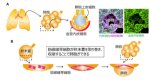 肺胞形成における血管の新たな役割を発見 ~血管内皮細胞は肺胞の形作りに必要な足場を作る~ 肺胞形成における血管の新たな役割を発見 ~血管内皮細胞は肺胞の形作りに必要な足場を作る~