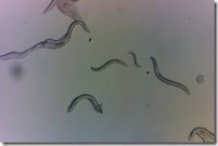 チョルノブイリの放射能に耐える小さな虫たち(Tiny Worms Tolerate Chornobyl Radiation)