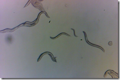 チョルノブイリの放射能に耐える小さな虫たち(Tiny Worms Tolerate Chornobyl Radiation)