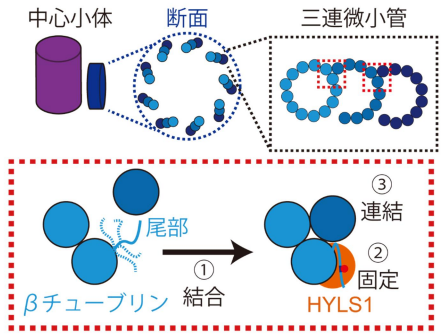 中心小体の基本骨格形成メカニズムを解明 ～10億年以上前に生物が獲得した高次構造の謎に迫る～