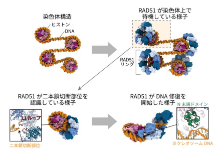 染色体上で2本鎖DNA切断を修復する仕組みを解明 ～DNAの2本鎖切断が原因となる発がんの抑制機構解明へ～