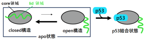 がんの細胞死を制御するたんぱく質の新たなしくみを解明 ～HDM2をターゲットとした新たな抗がん剤開発への応用に期待～