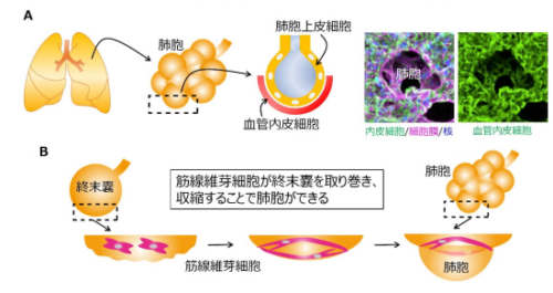 肺胞形成における血管の新たな役割を発見 ～血管内皮細胞は肺胞の形作りに必要な足場を作る～