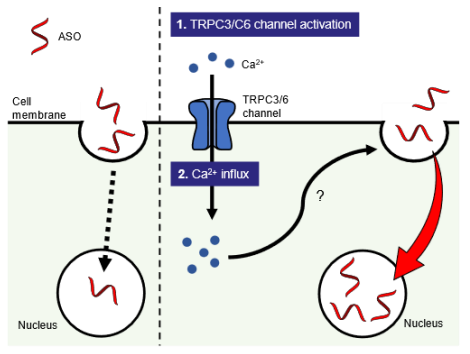がん細胞に核酸医薬を効率よく取り込ませる新技術 TRPC3/C6チャネル選択的活性化剤L687を開発～核酸医薬によるがん治療の新たな選択肢～