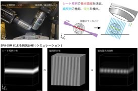 生体内部が見える超解像顕微法を開発 ～3D多細胞組織内部を高解像で観察可能に～