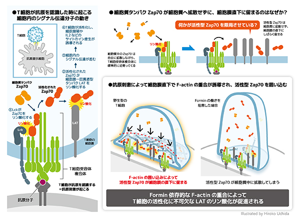 運転中の糖尿病早期警告システムとしてのAIモデル(AI model as diabetes early warning system when driving)