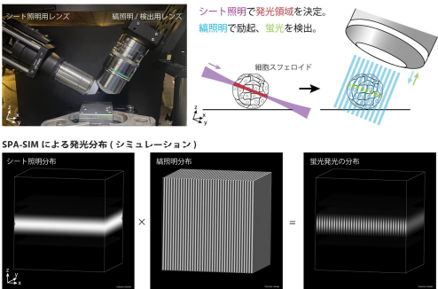 生体内部が見える超解像顕微法を開発 ～3D多細胞組織内部を高解像で観察可能に～
